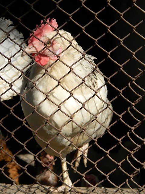 替补大爆发！灰熊替补球员合砍69分，首发五虎仅50分